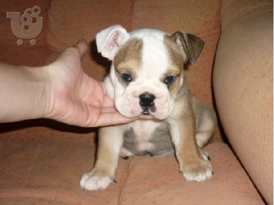 PoulaTo: english bulldog